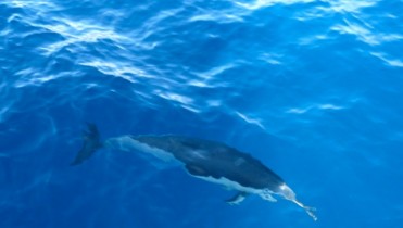 Delfine begleiten unser Schiff