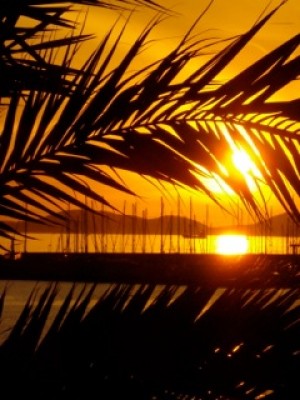 Sonnenuntergang-Palmen, ein Traum